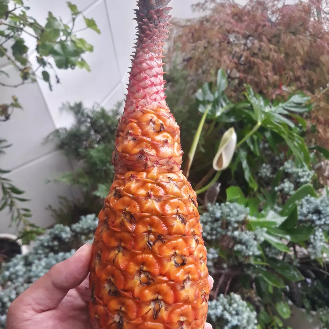 برداشت آناناس کینگ در باغ ردبازار